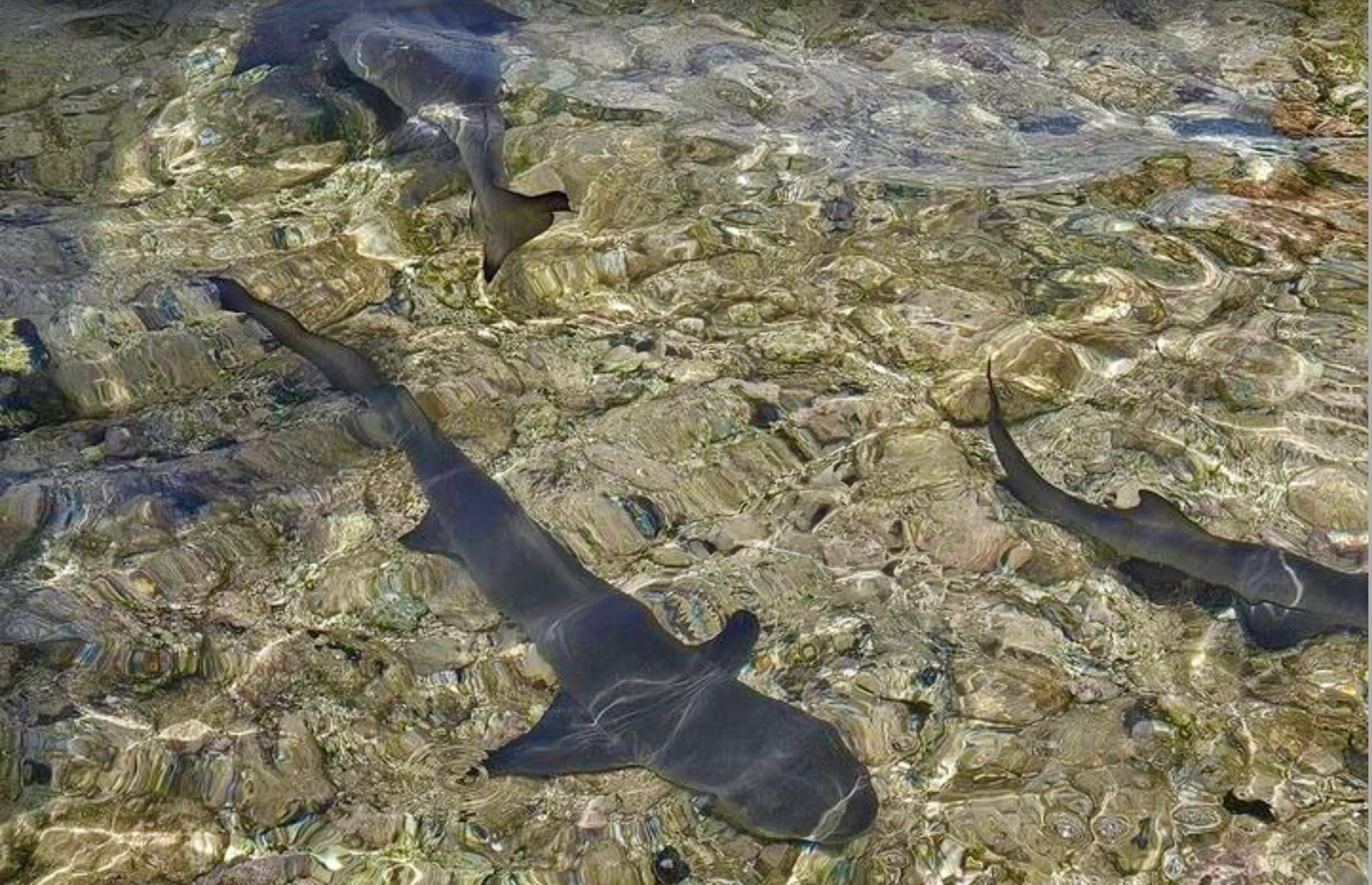 Walking Among Lemon Sharks in Sal