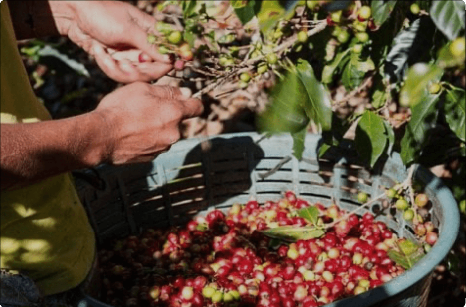 Image of Fogo Coffee Plantation Visit
