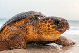 Turtle Foundation